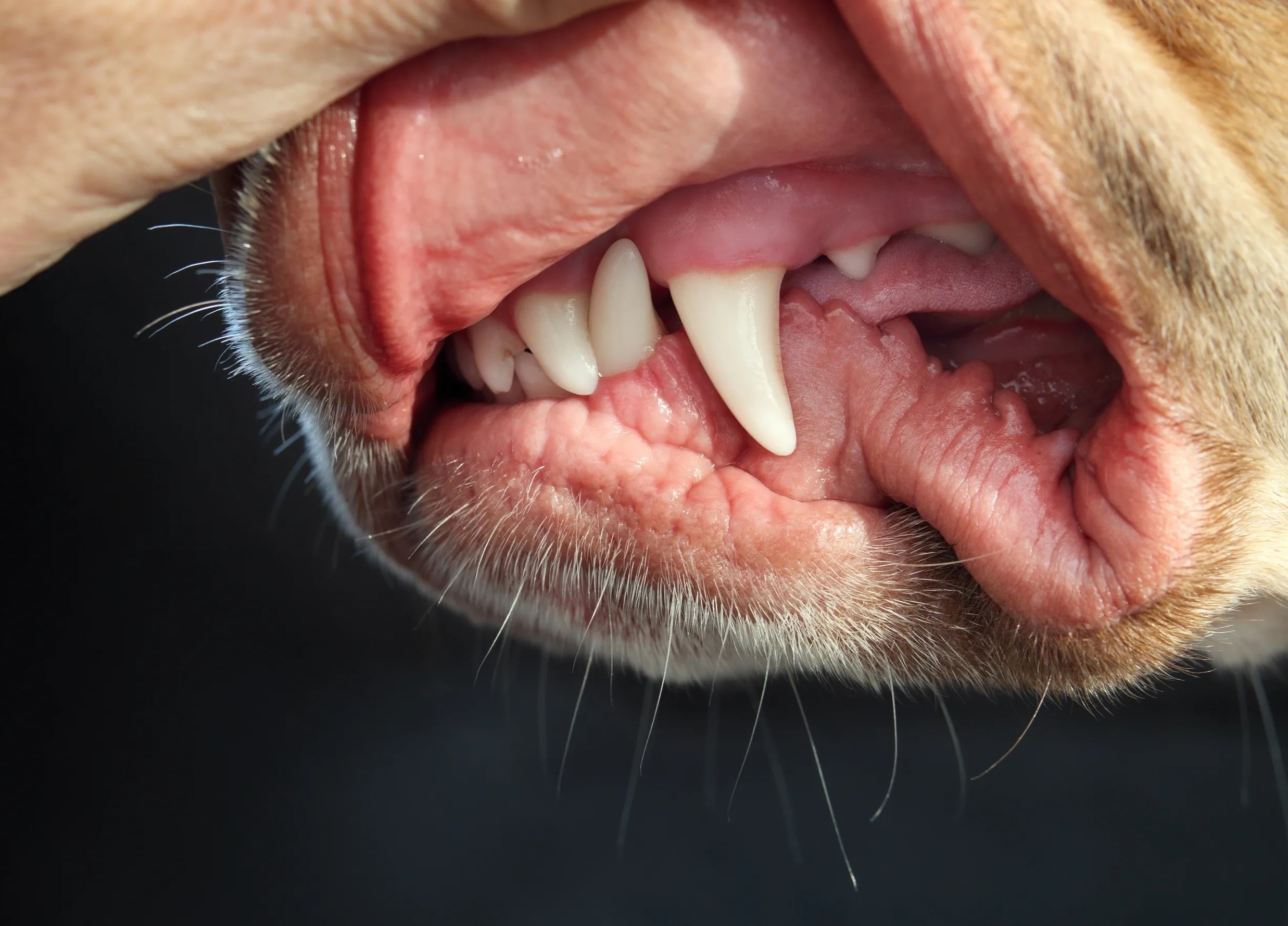 Teeth Cleaning — professional pet grooming service