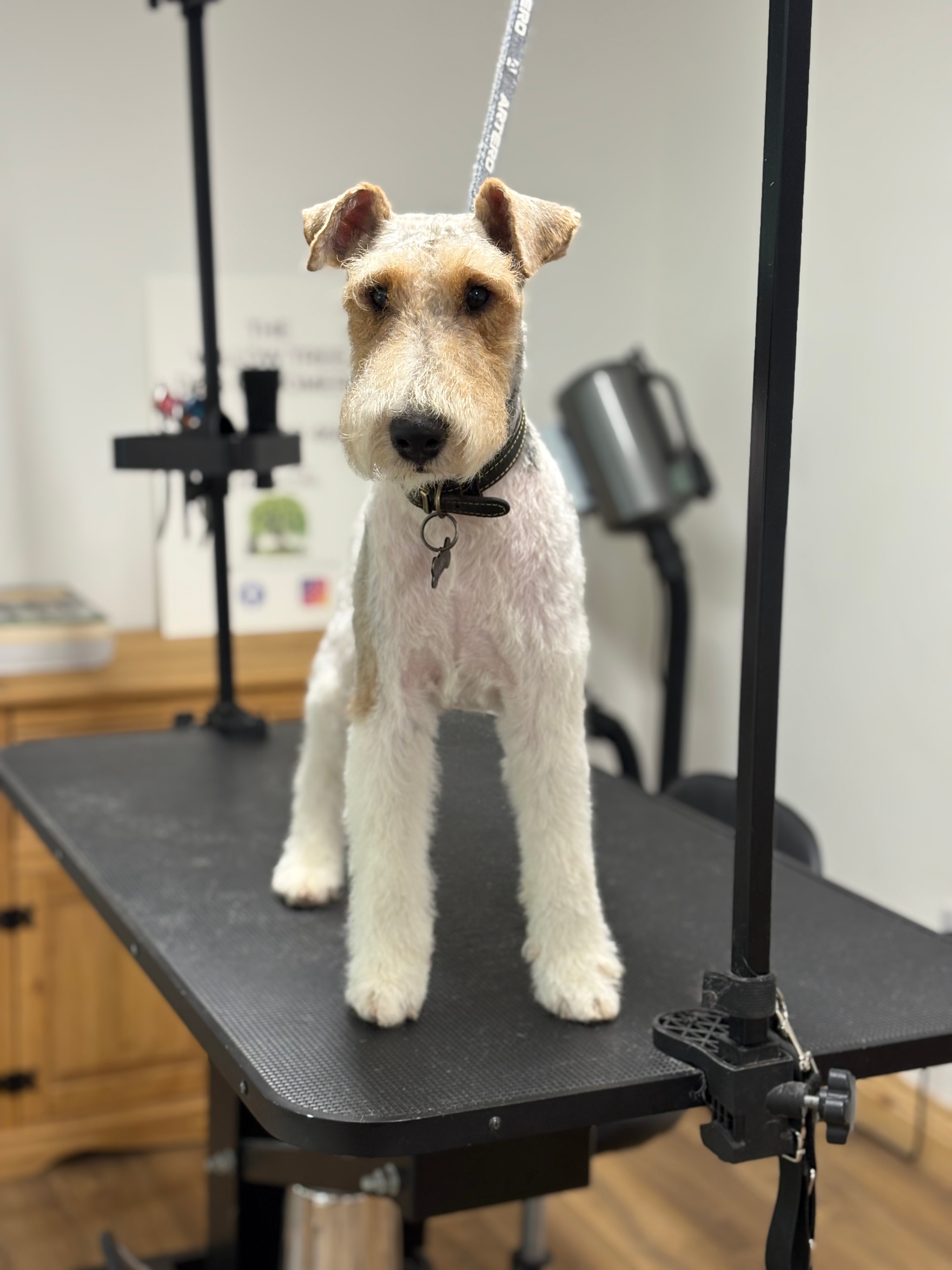 Dog grooming at Pet Wellness Retreat 2