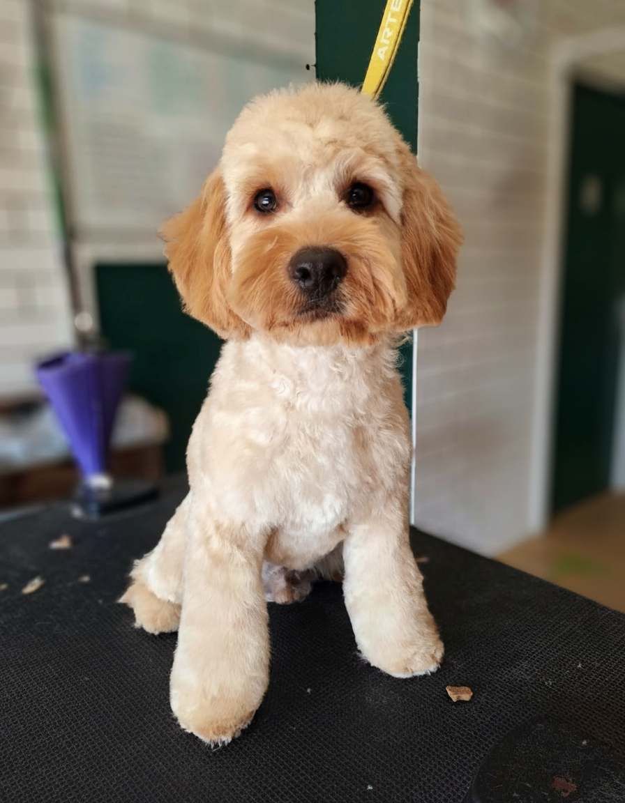 Dog grooming at Pet Wellness Retreat 3