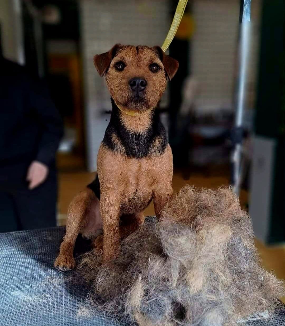 Dog Grooming — professional pet grooming service