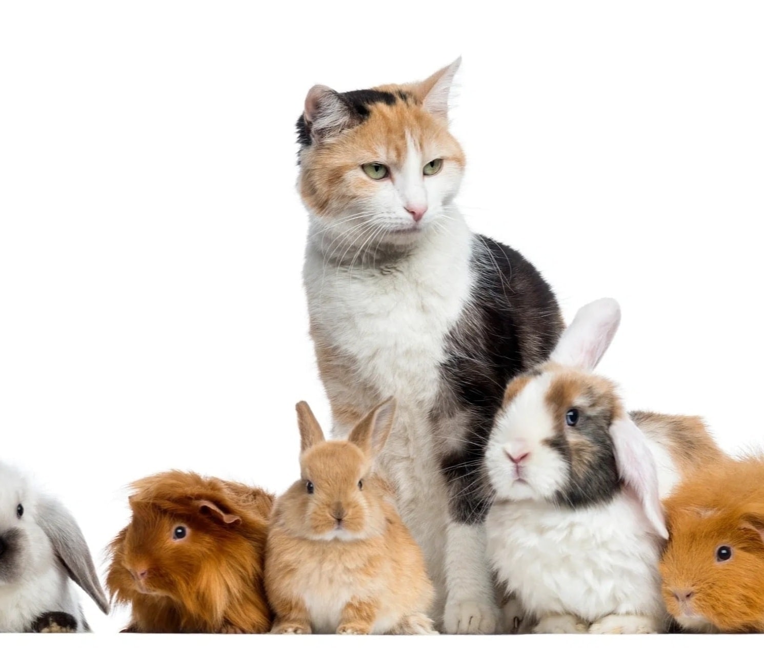 Cat & Small Animal Grooming — professional pet grooming service