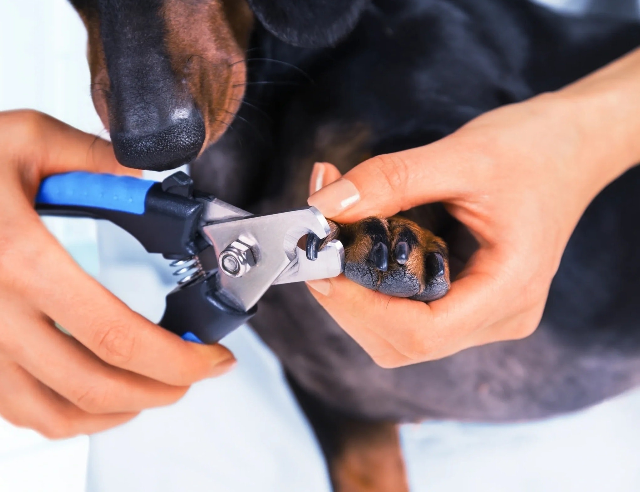 Additional Services — professional pet grooming service
